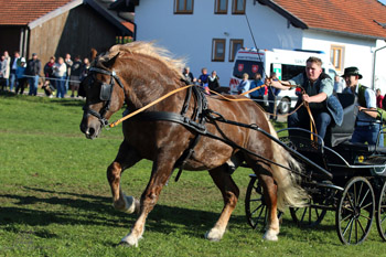 Jennerwein